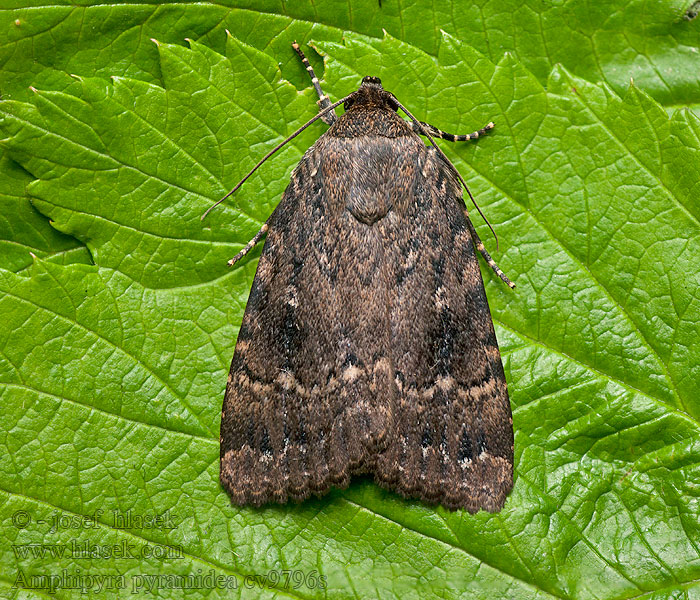 Amphipyra pyramidea