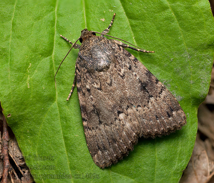 Amphipyra pyramidea