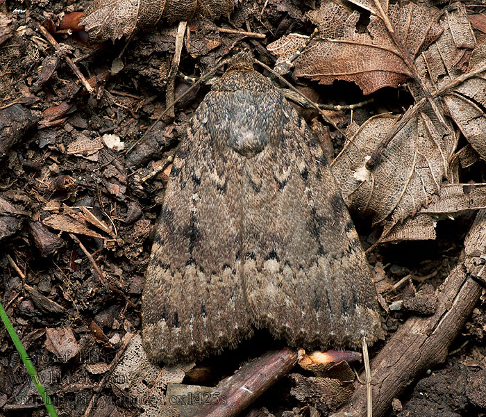 Amphipyra pyramidea