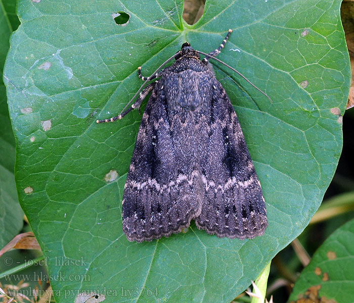 Amphipyra pyramidea Пламенница пирамидальная