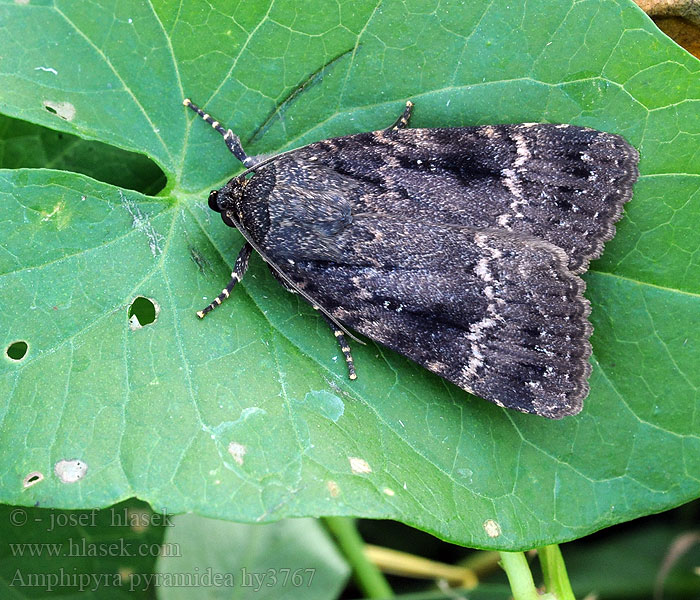 Amphipyra pyramidea Opłonka stogowica