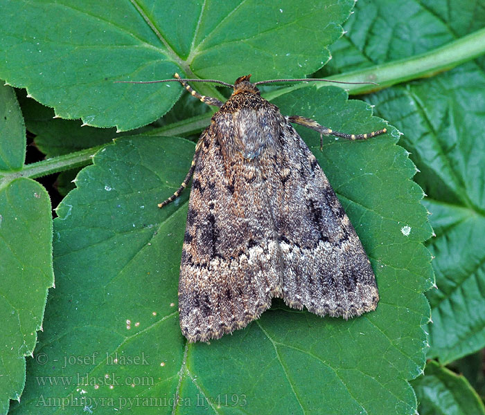 Amphipyra pyramidea Fahéjszínű zsírosbagoly