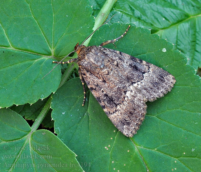 Amphipyra pyramidea Hohtopensasyökkönen