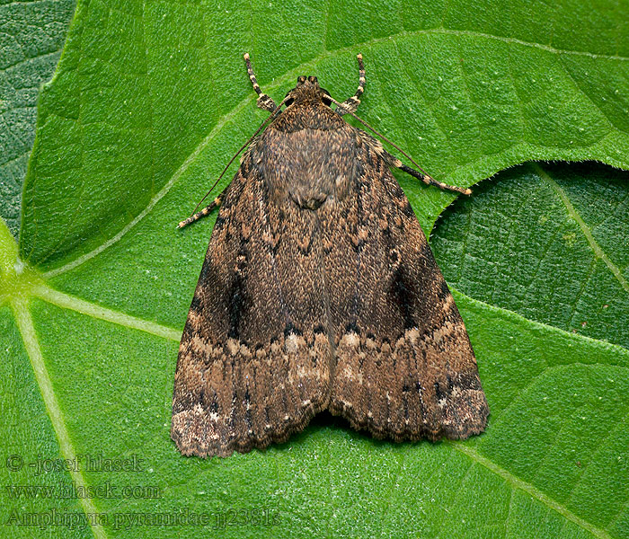 Blyšťavka orechová Pyramide Пламенница пирамидальная Amphipyra pyramidea