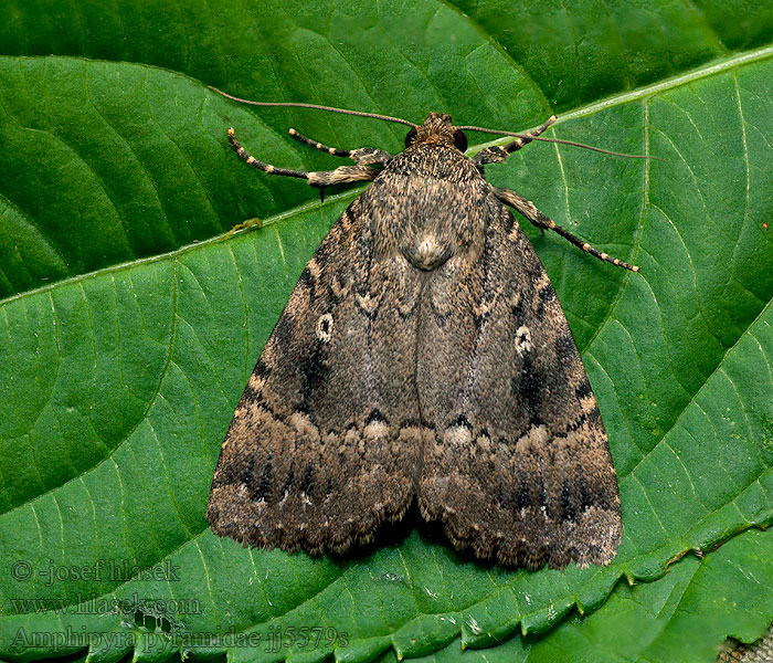 Blýskavka ořešáková Pyramiden-Eule Copper Underwing Amphipyra pyramidea