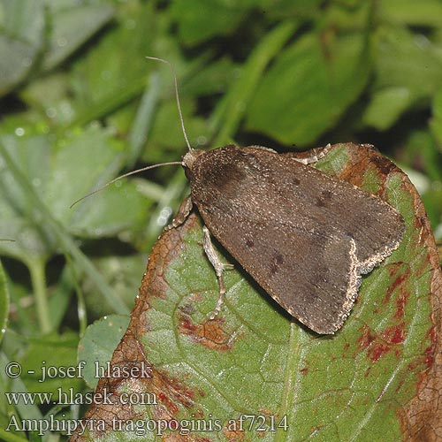 Amphipyra tragopoginis Blýskavka obecná Dreipunkt-Glanzeule