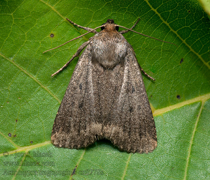 Amphipyra tragopoginis