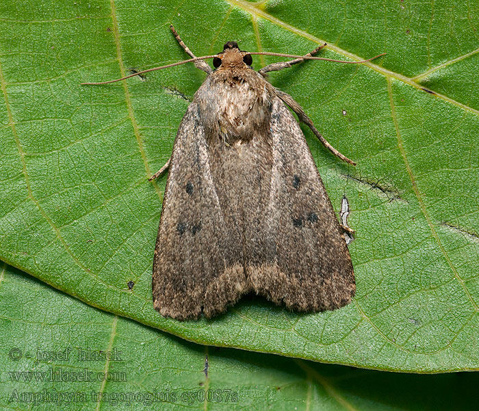 Amphipyra tragopoginis