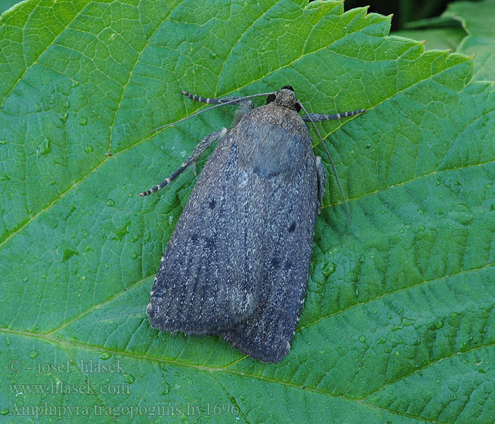 Amphipyra tragopoginis Mouse Moth Blyšťavka obyčajná