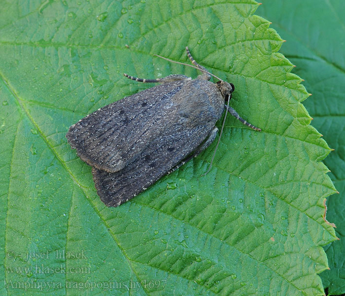 Amphipyra tragopoginis Triponctuée Opłonka kozibródka