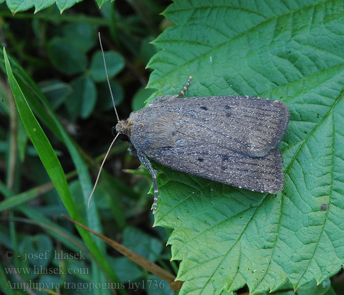 Blýskavka obecná Amphipyra tragopoginis Grått pyramidefly