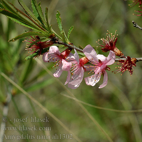 Prunus tenella Migdal pitic Amandier nain Törpemandula