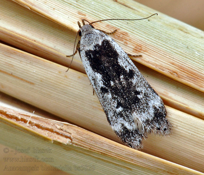 Anacampsis blattariella Psota brezinová