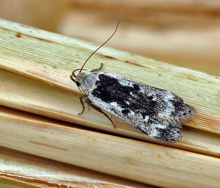 Anacampsis blattariella Моль выямчатокрылая