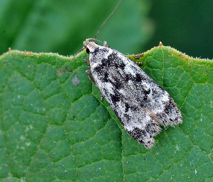 Anacampsis blattariella Björksobermal