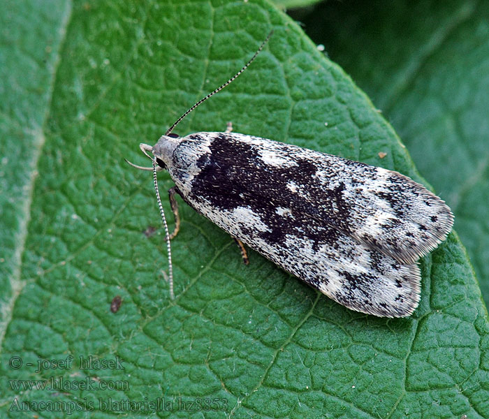 Makadlovka Anacampsis blattariella