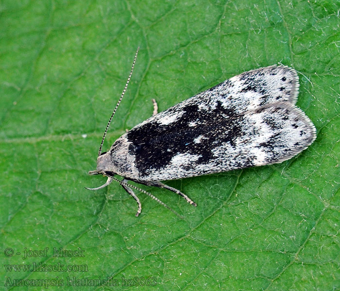 Spikkelpalpmot Anacampsis blattariella