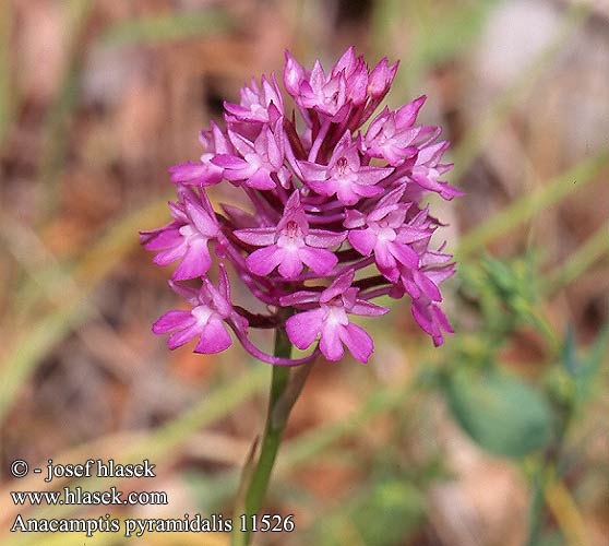 Anacamptis pyramidalis Pyramidal orchid Horndrager Pyramidikämmekkä