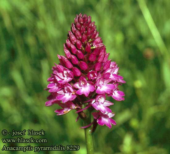 Anacamptis pyramidalis Orchis pyramidal pyramide Hondskruid