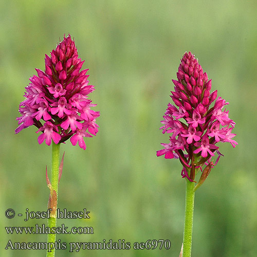 Anacamptis pyramidalis Rudohlávek jehlancovitý Barretet piramidal