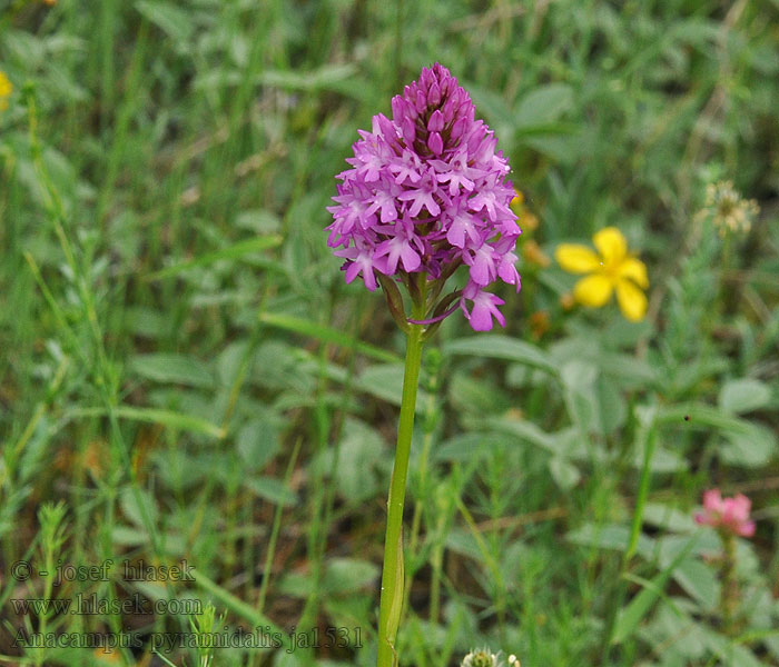 Anacamptis pyramidalis