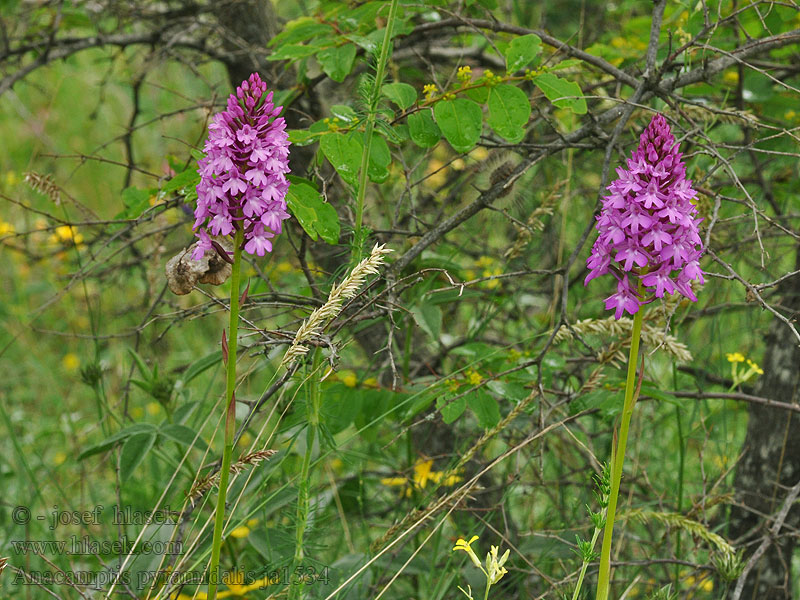 Anacamptis pyramidalis