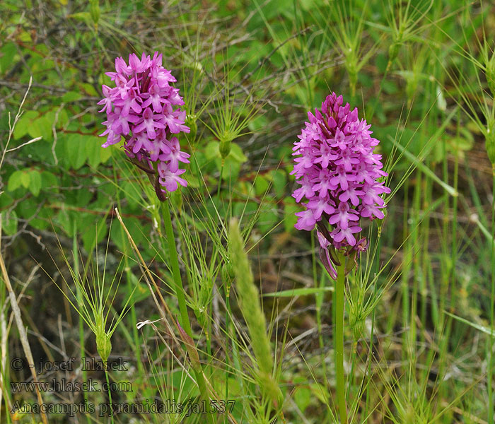 Anacamptis pyramidalis