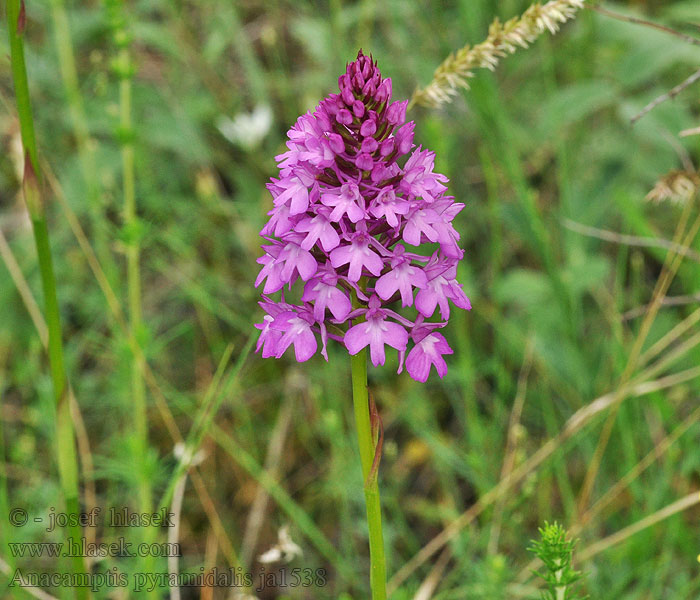 Anacamptis pyramidalis