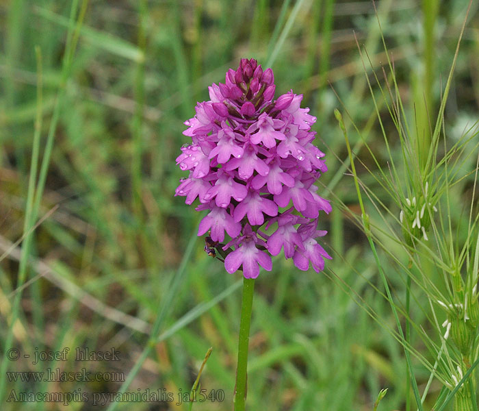 Anacamptis pyramidalis