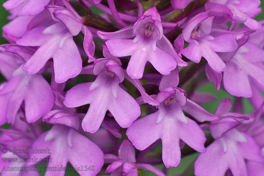 Anacamptis pyramidalis