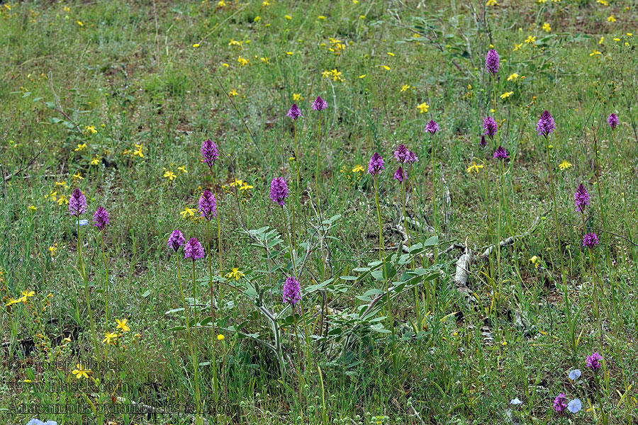 Anacamptis pyramidalis