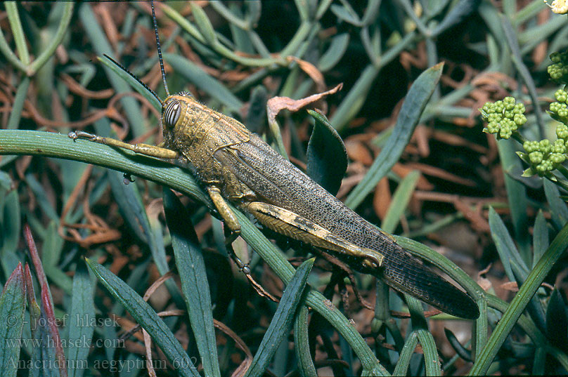 Anacridium aegyptium Saranče egyptská