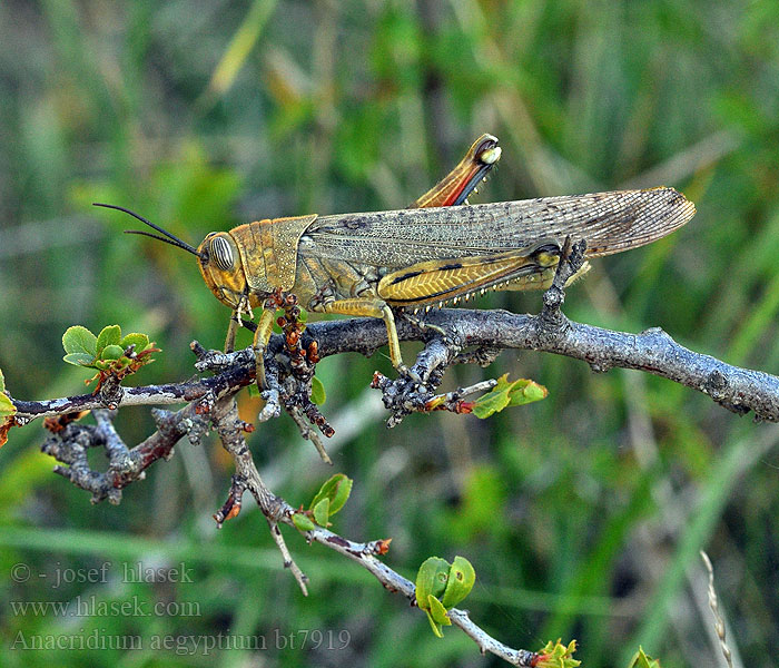Ägyptische Wanderheuschrecke Egyptian Locust Египетская саранча