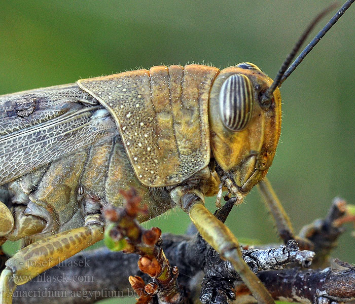 Egyptische sprinkhaan Koník egyptský Locusta egiziana Gafanhoto