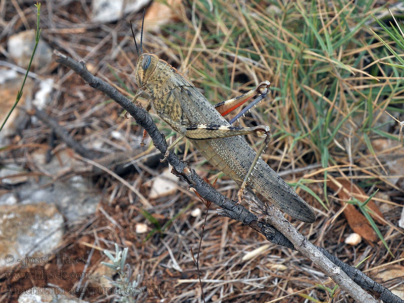 Saranče egyptská Ägyptische Wanderheuschrecke Anacridium aegyptium