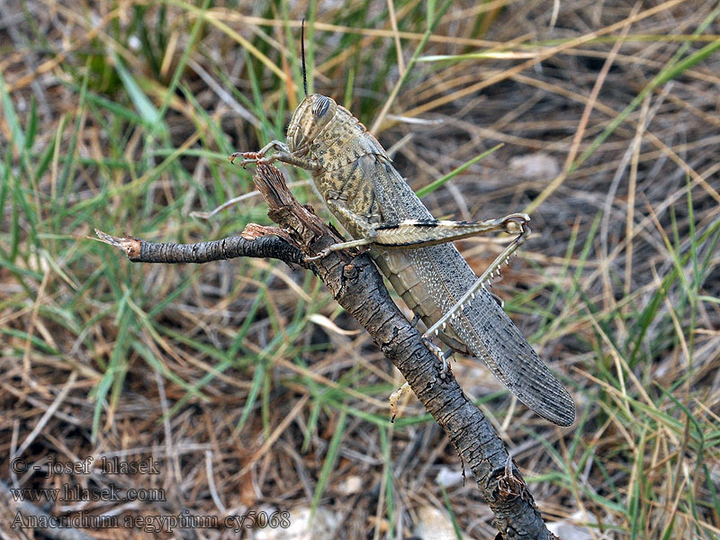 Egyptian Locust Египетская саранча Egyptische sprinkhaan Anacridium aegyptium