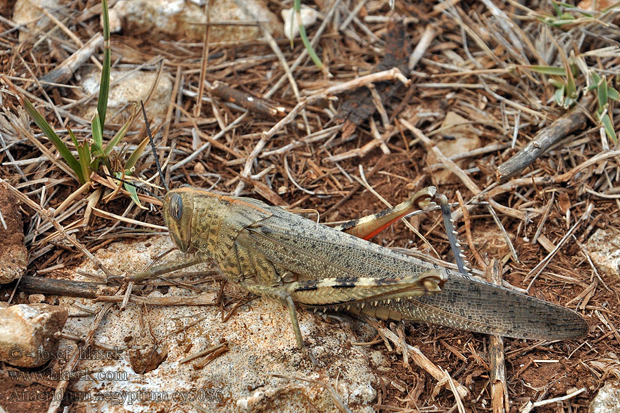 Koník egyptský Locusta egiziana Gafanhoto Anacridium aegyptium