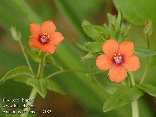 Pimpernel Scarlet Drchnička roľná Anagalis arvensis