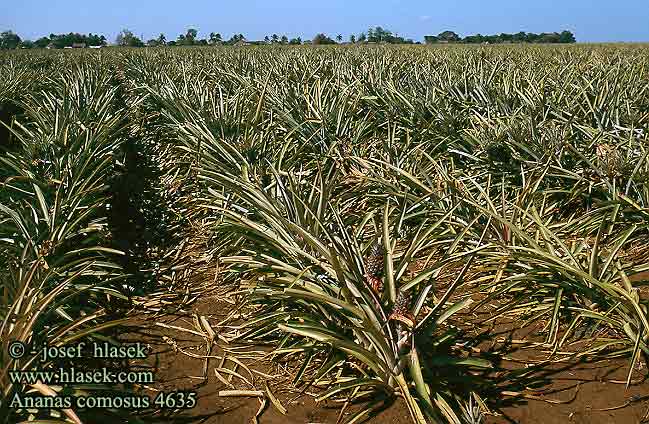 Ananas comosus