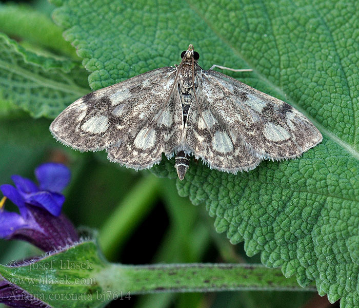 Anania coronata Pyralis