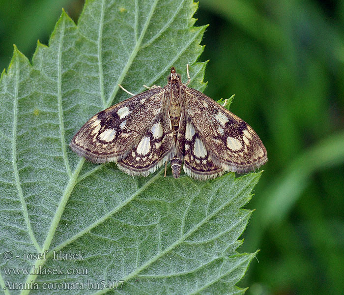 Anania coronata Pyralis Zavíječ bezový