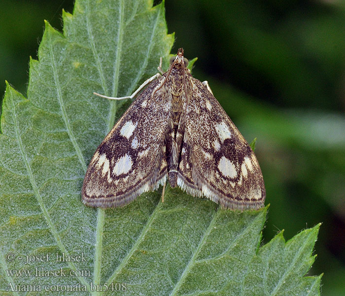 Anania coronata Pyralis Holunderzünsler