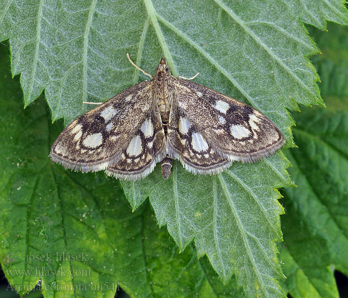 Anania coronata Pyralis Vijačka bazová