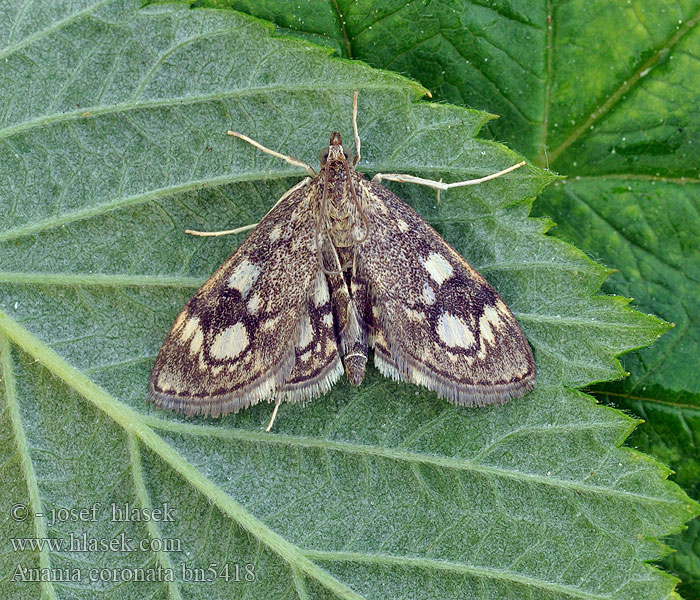 Anania coronata Gewone coronamot