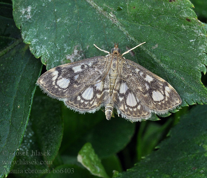 Anania coronata Pyralis Flädermott