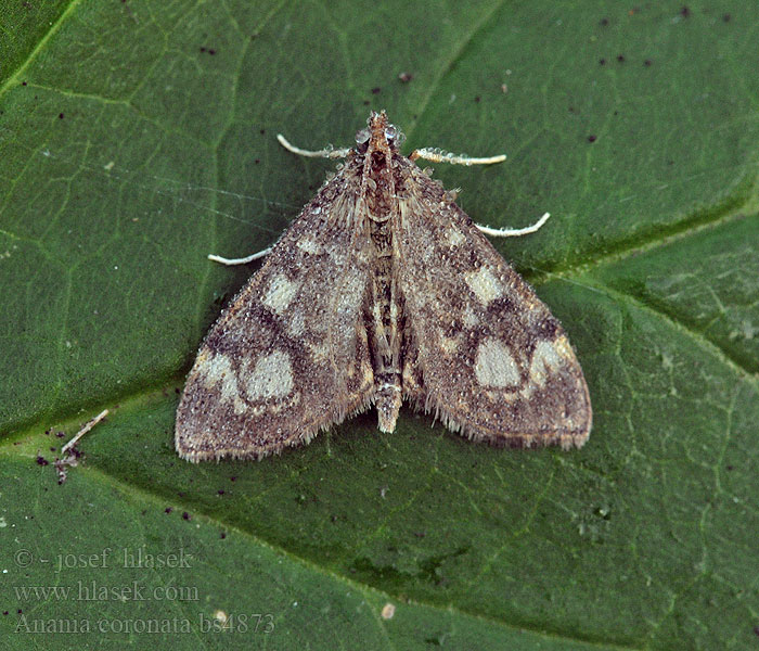 Anania coronata Zavíječ bezový