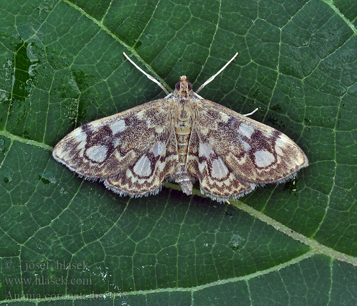 Anania coronata Holunderzünsler