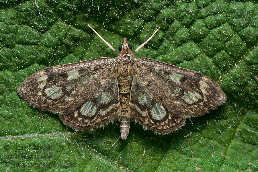 Zavíječ bezový Pyralis coronata