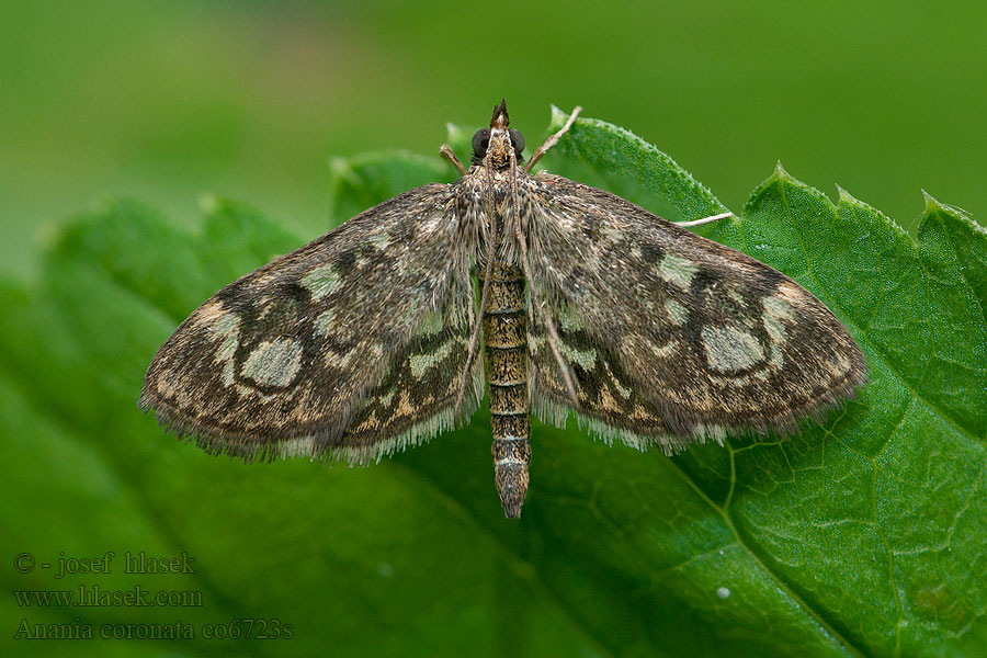 Holunderzünsler Pyralis coronata