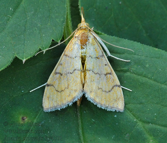 Anania crocealis Vijačka uhorská Gegolfde lichtmot